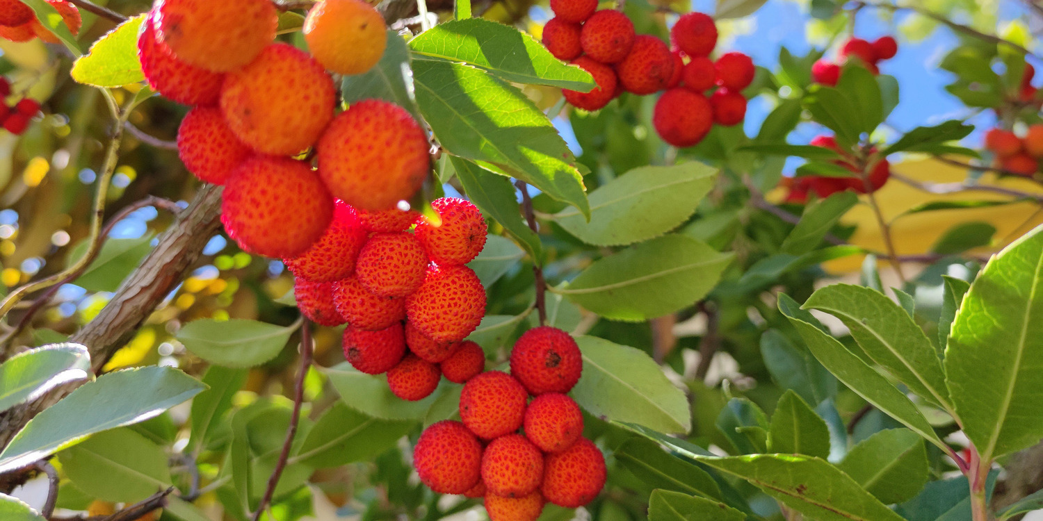 Plantation et entretien de l'Arbutus Unedo ou arbousier