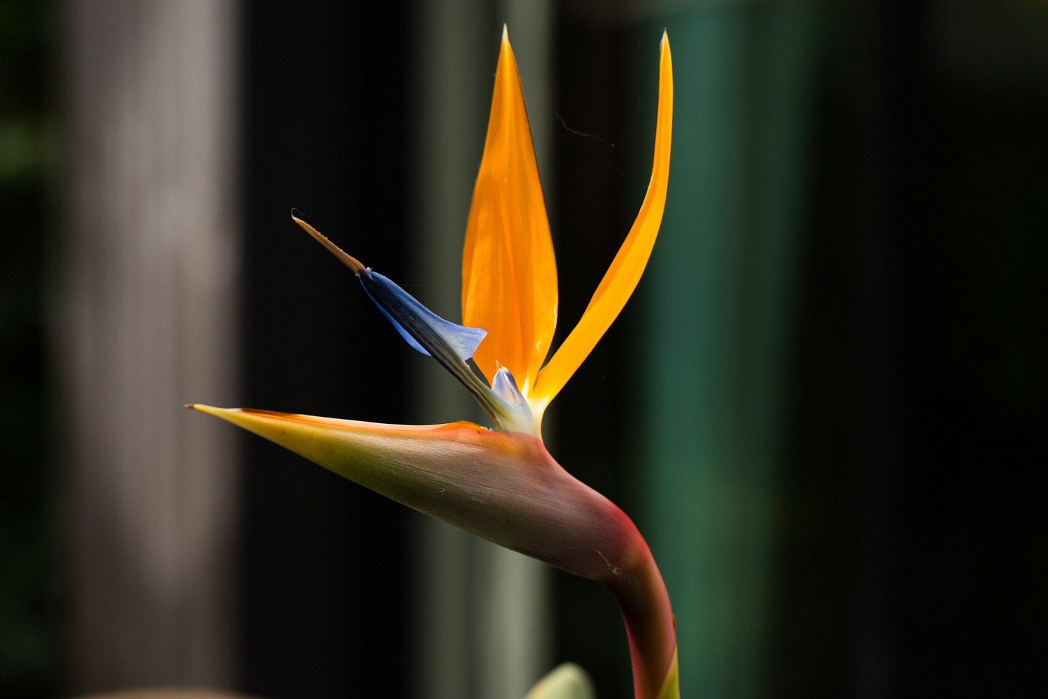 Tout savoir sur le Strelitzia Reginae