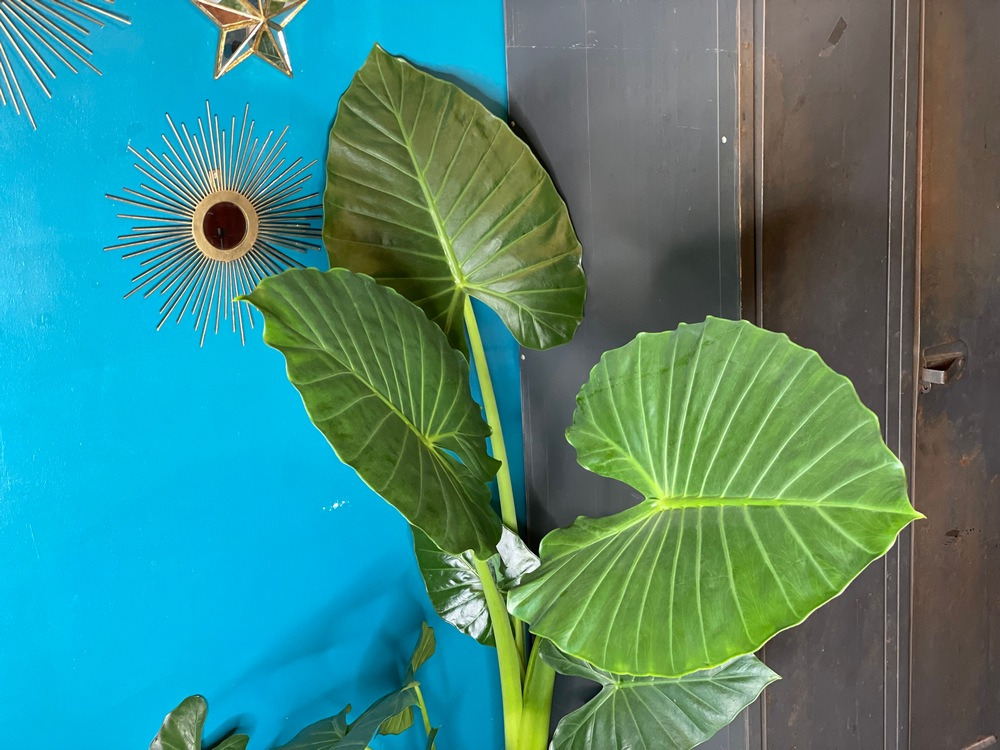 Alocasia Calidora