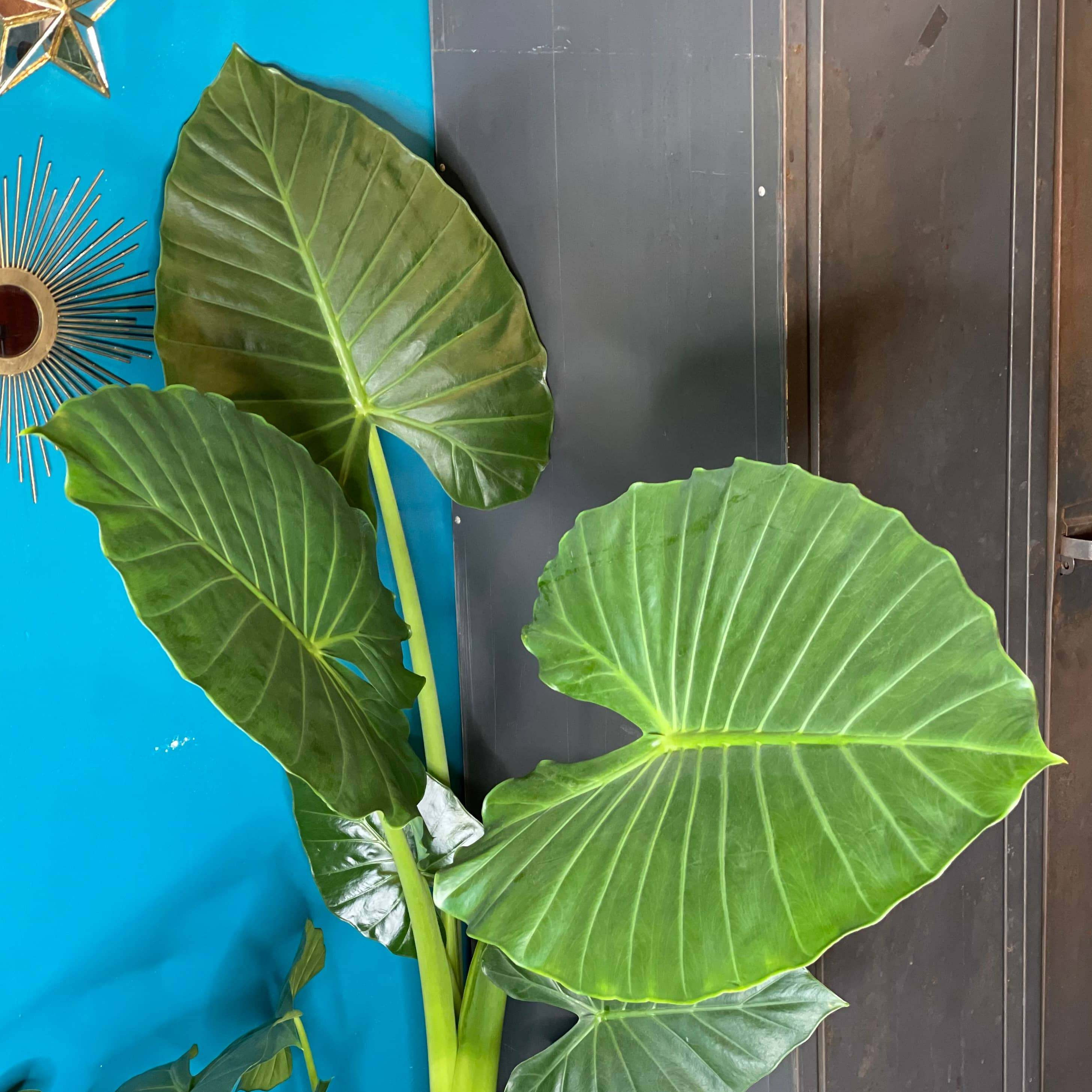 Alocasia Calidora : Comprendre son comportement et bien l’entretenir