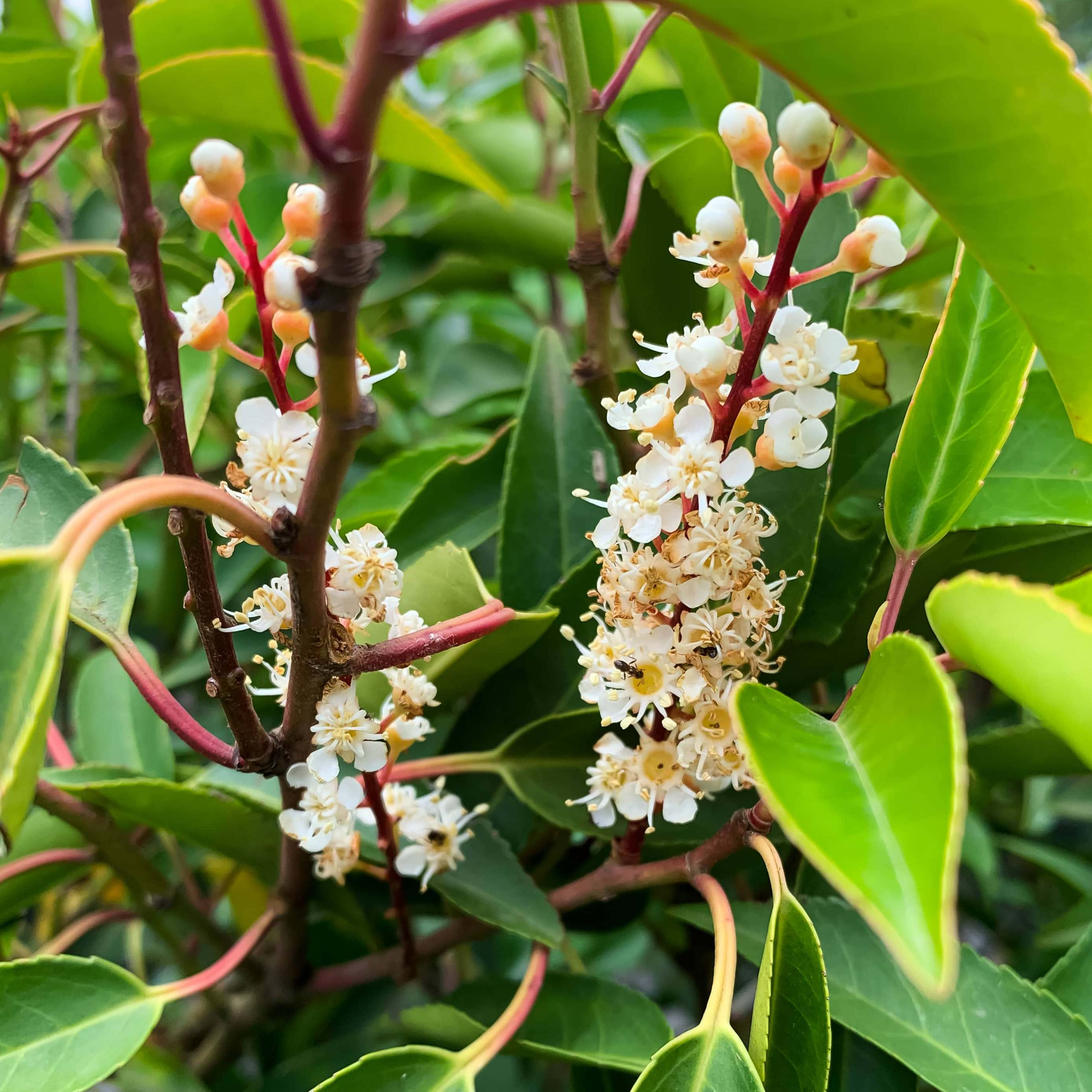 Esthétique et aménagement : sublimer votre jardin avec le Laurier du Portugal