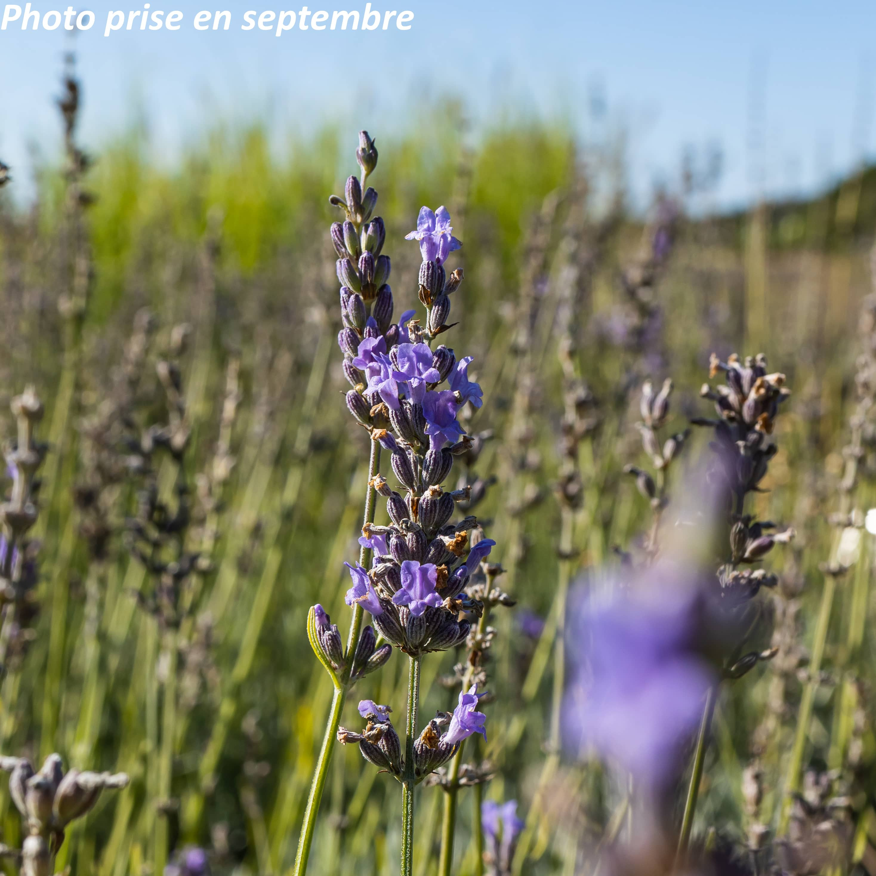 Les Bienfaits Cachés de la Lavande Grosso : Relaxation, Anti-Moustiques et + encore ?♀️
