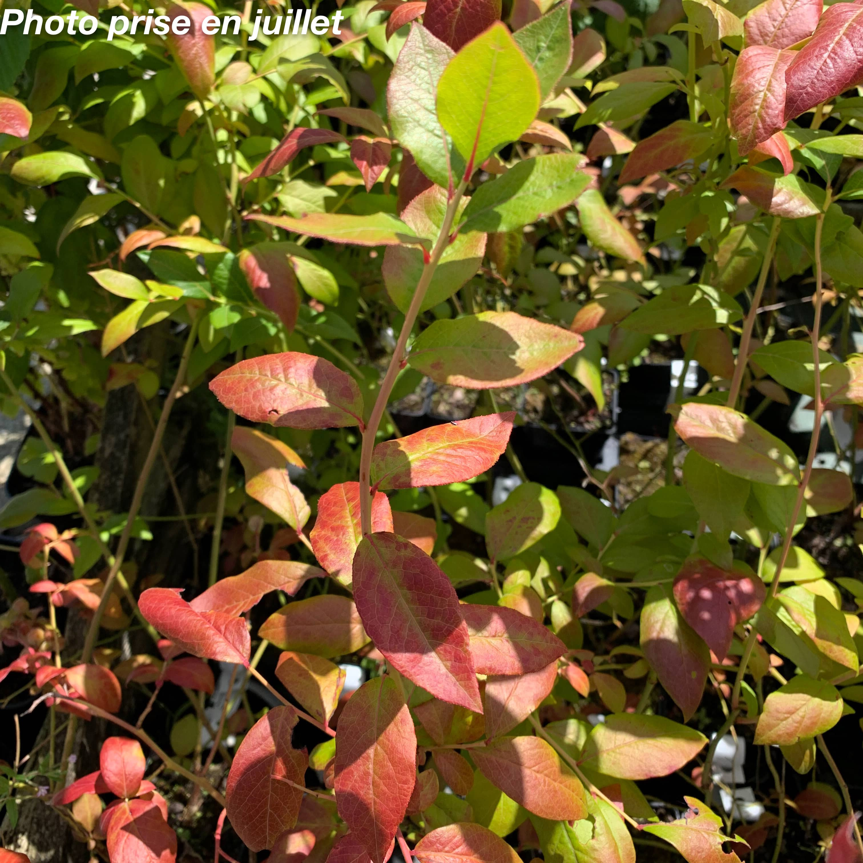 “Vaccinium corymbosum : le myrtillier aux mille vertus pour le jardin et la santé”