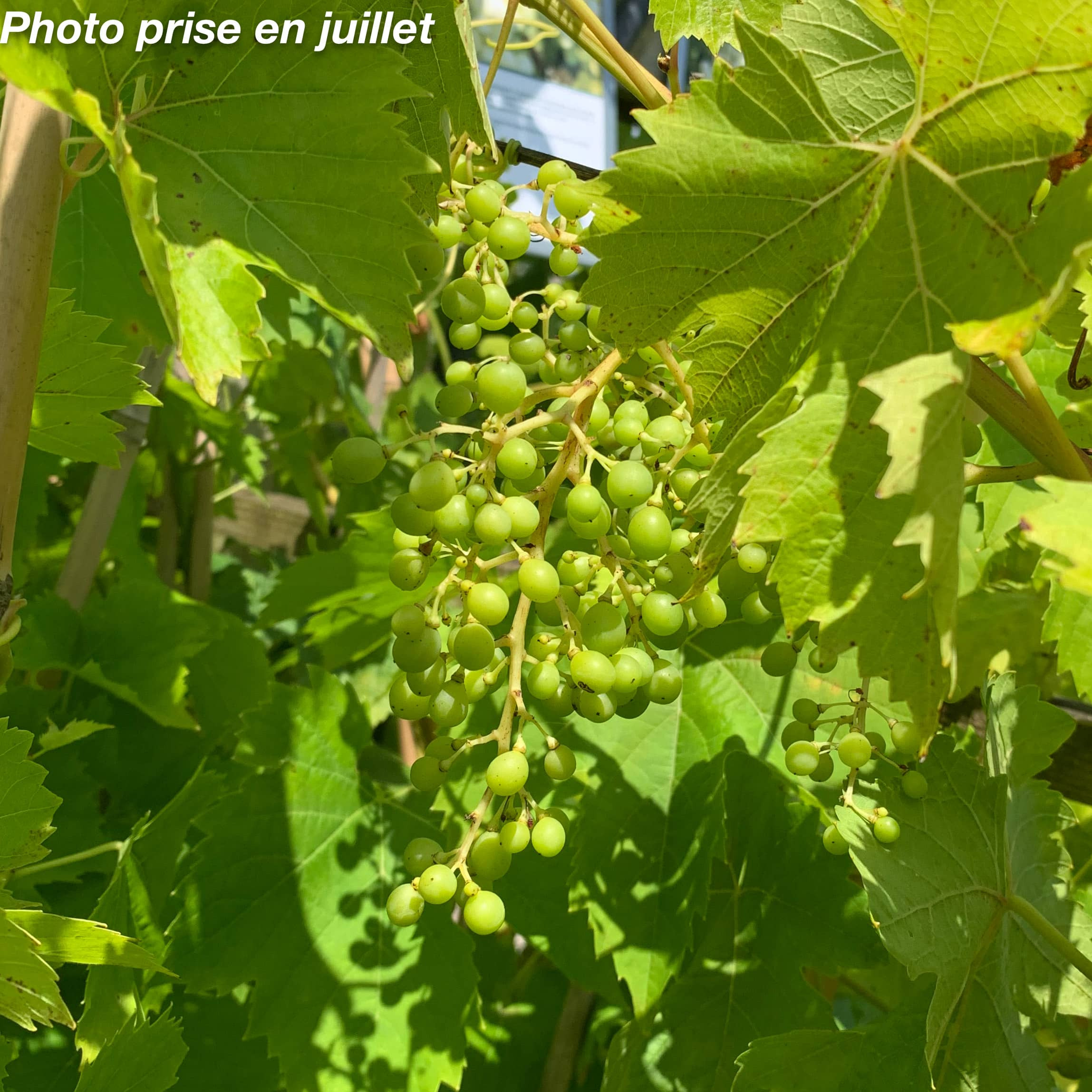 Une vigne sur mon balcon ? Oui, avec Ampelia Perdin !