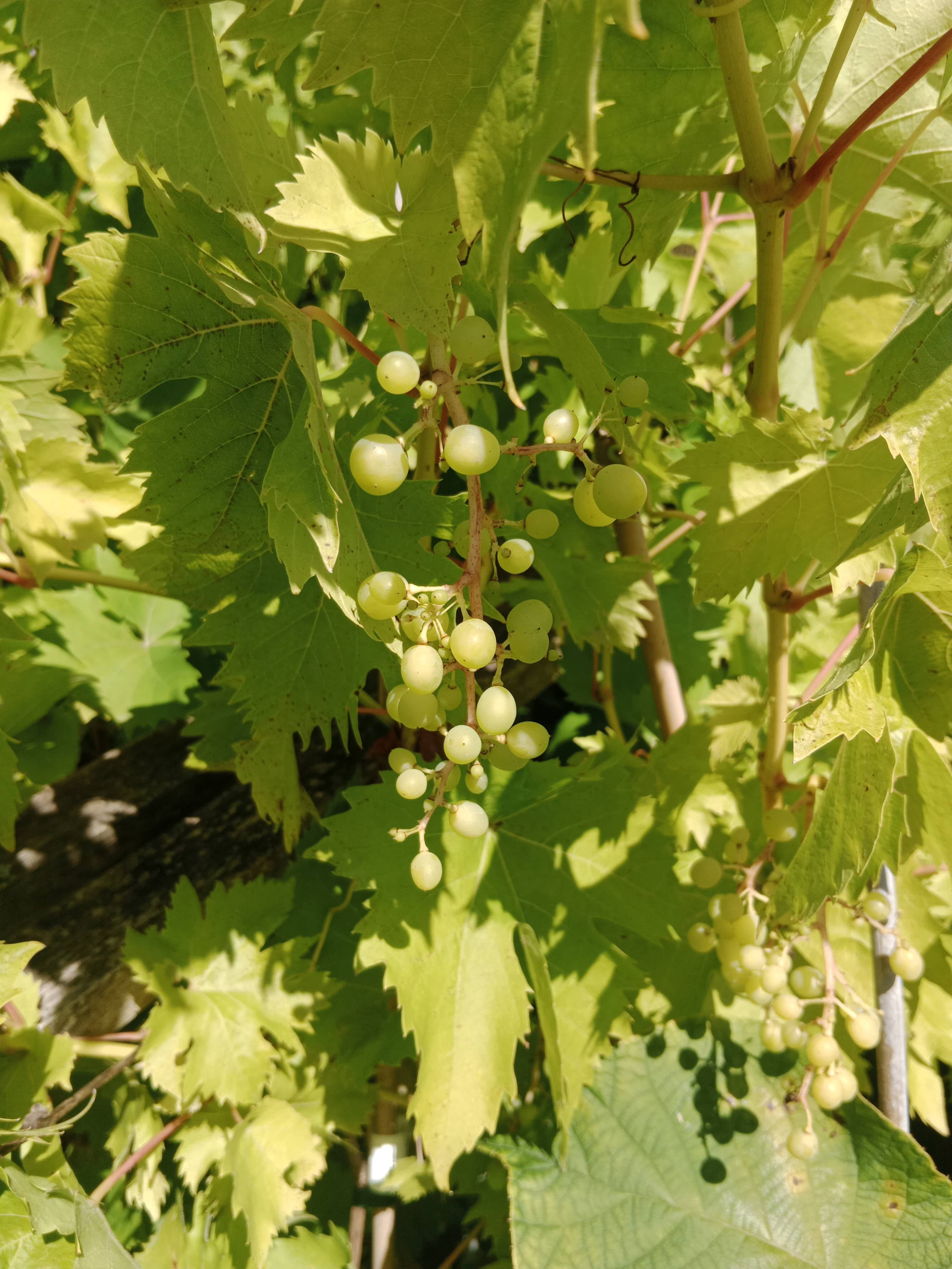 5 idées déco avec la vigne Cardinal : pergola, treille et plus encore