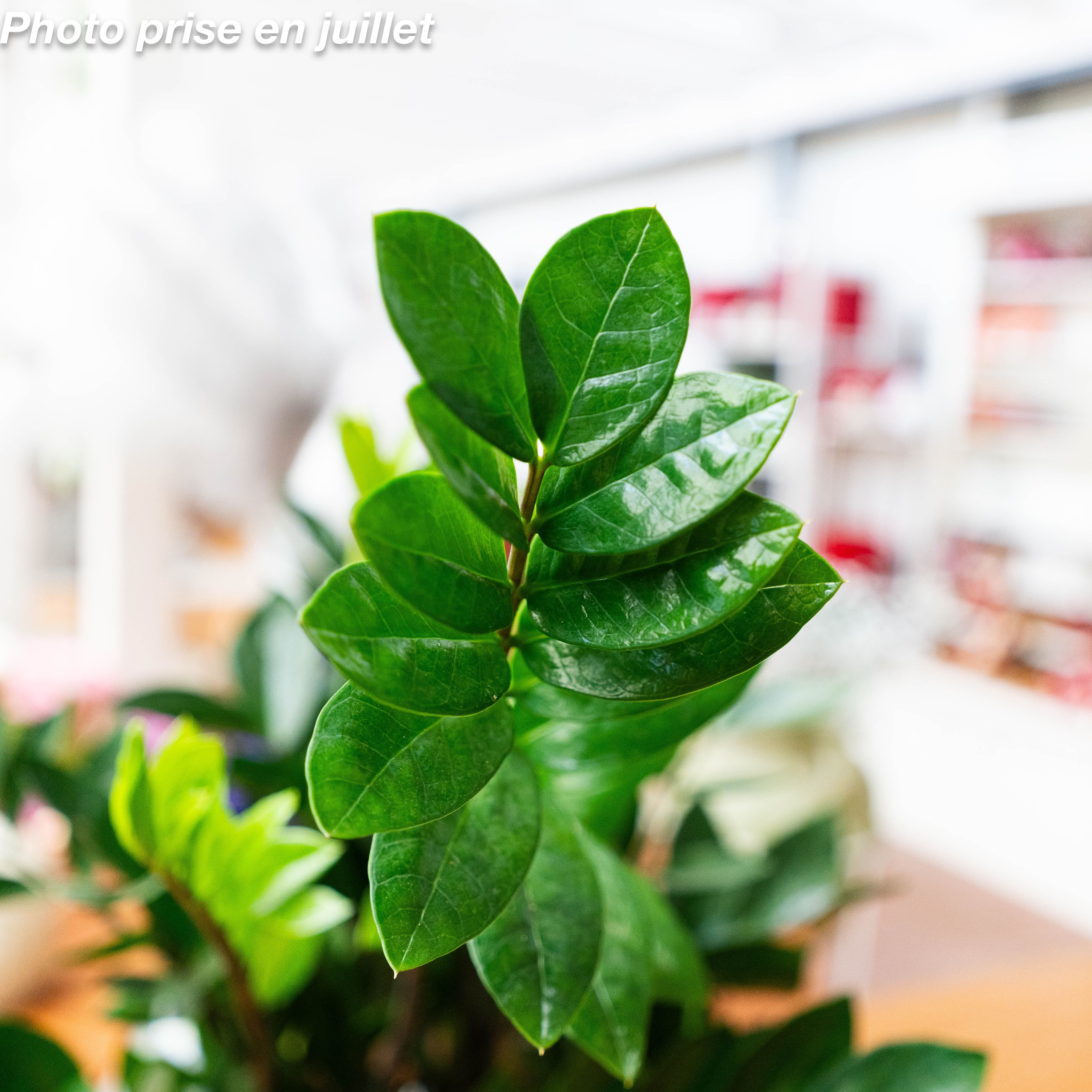 Zamioculcas zamiifolia : la plante verte qui s’adapte à tout