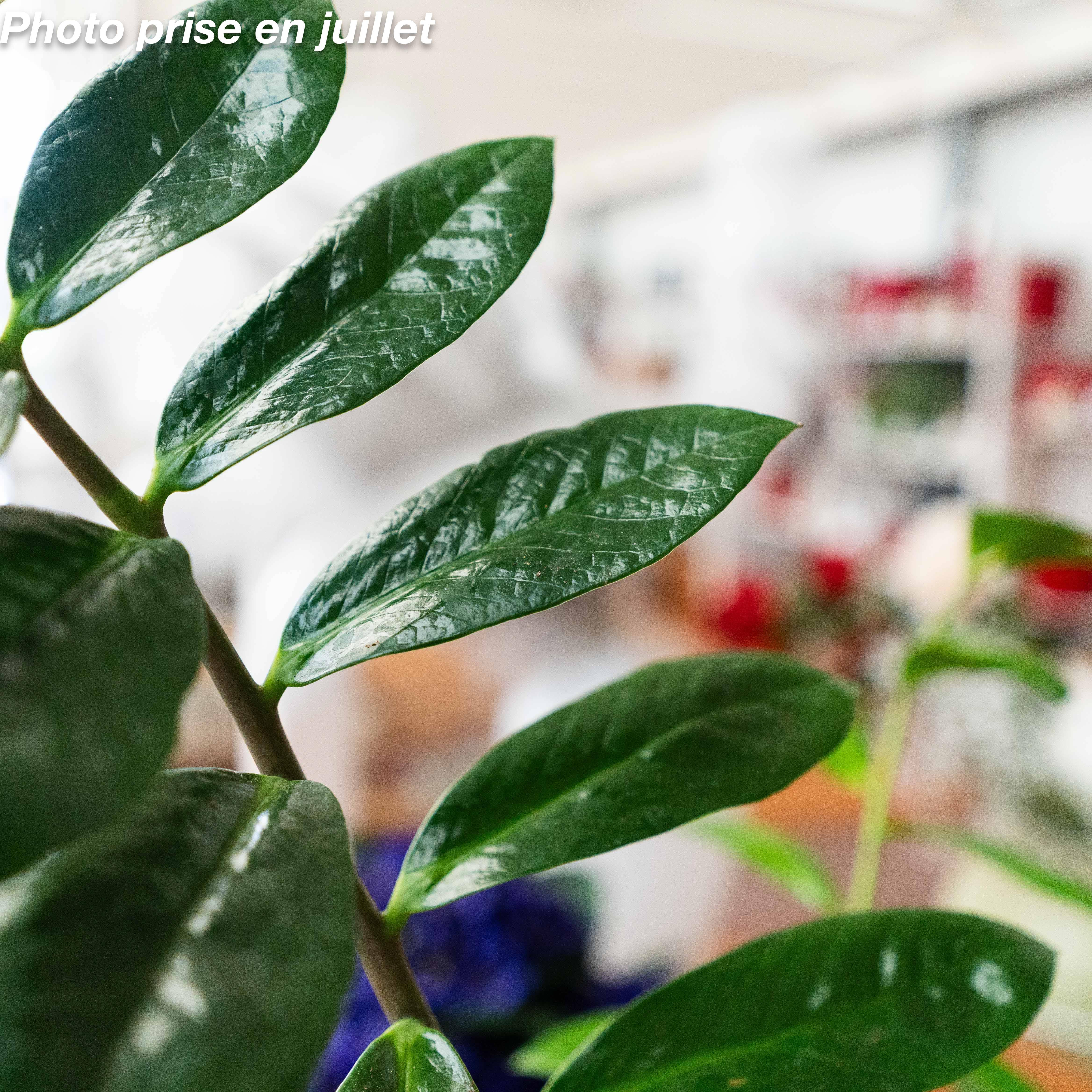 ZZ plant : la touche déco qui change tout
