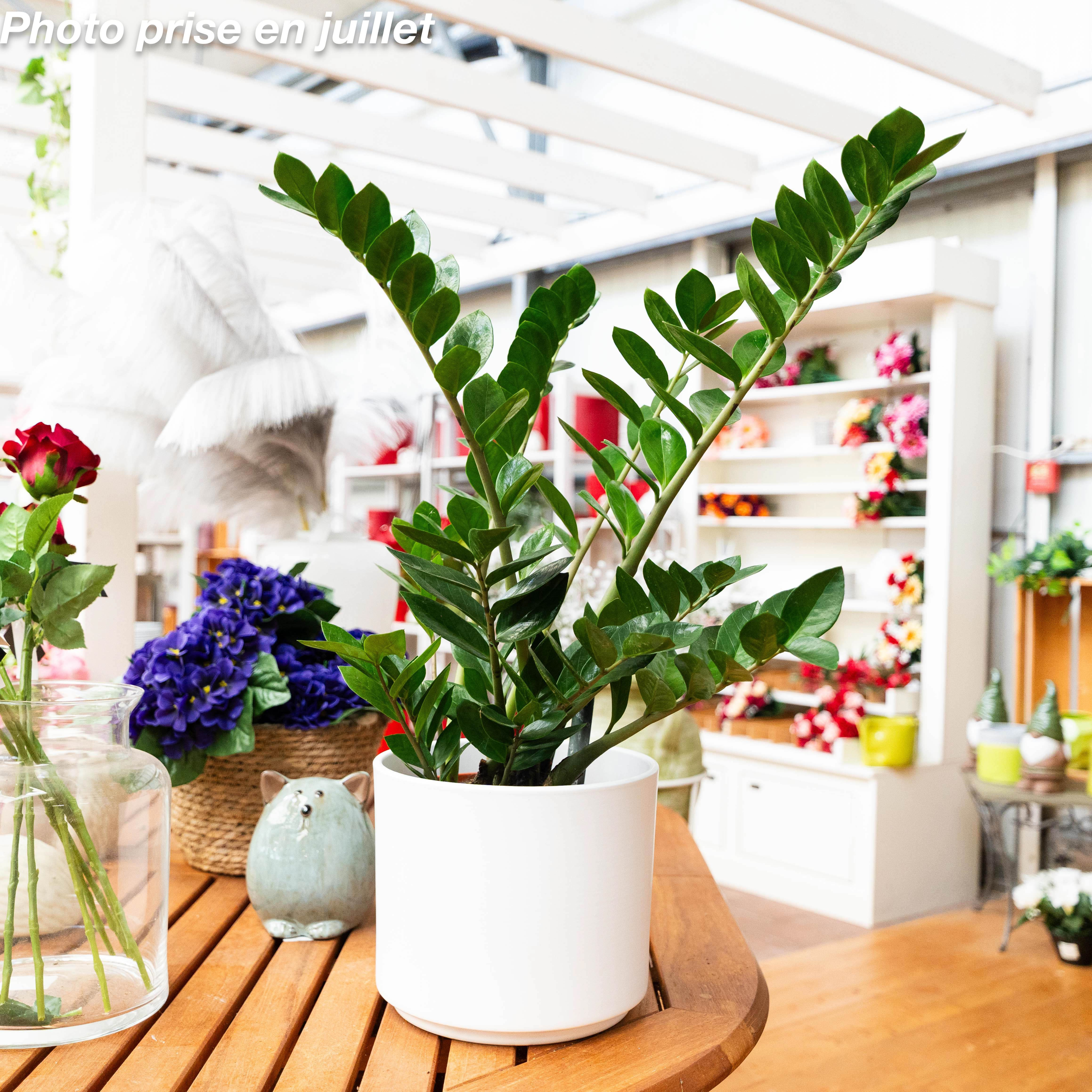 Choisir sa Zamioculcas zamiifolia : taille et variété