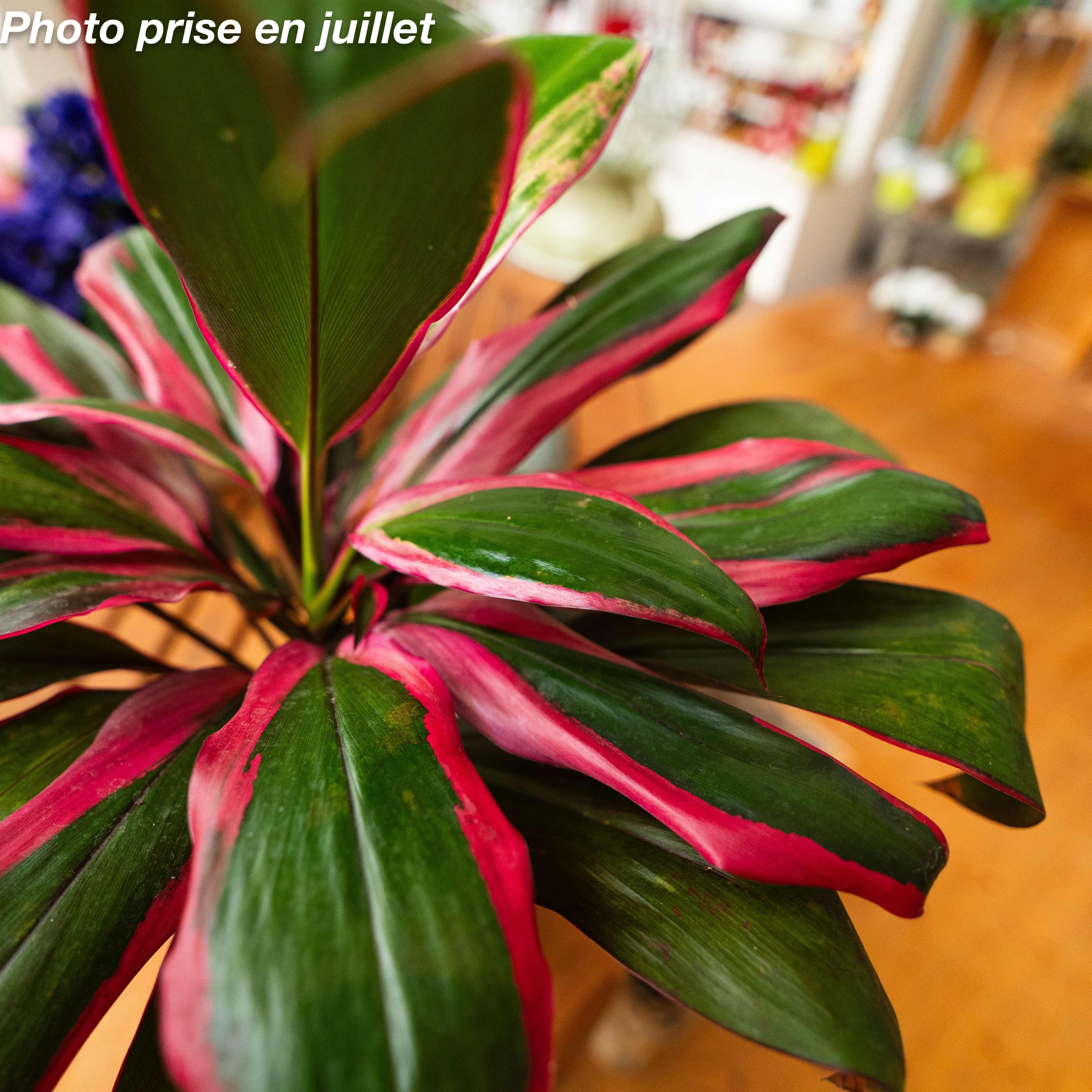 Cordyline fruticosa : Tout savoir sur la plante d’intérieur exotique
