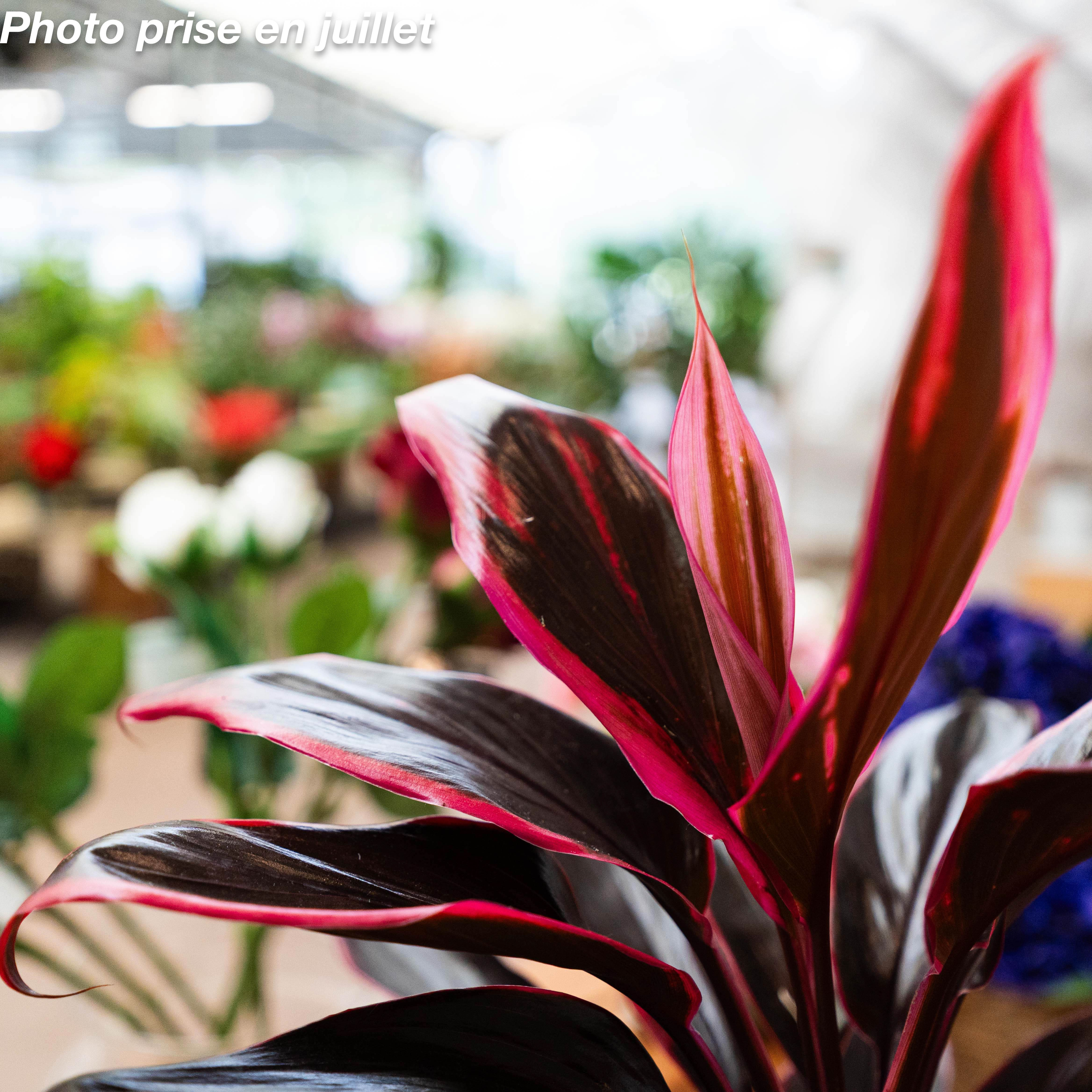 Entretien de la Cordyline d’intérieur : arrosage, lumière et rempotage
