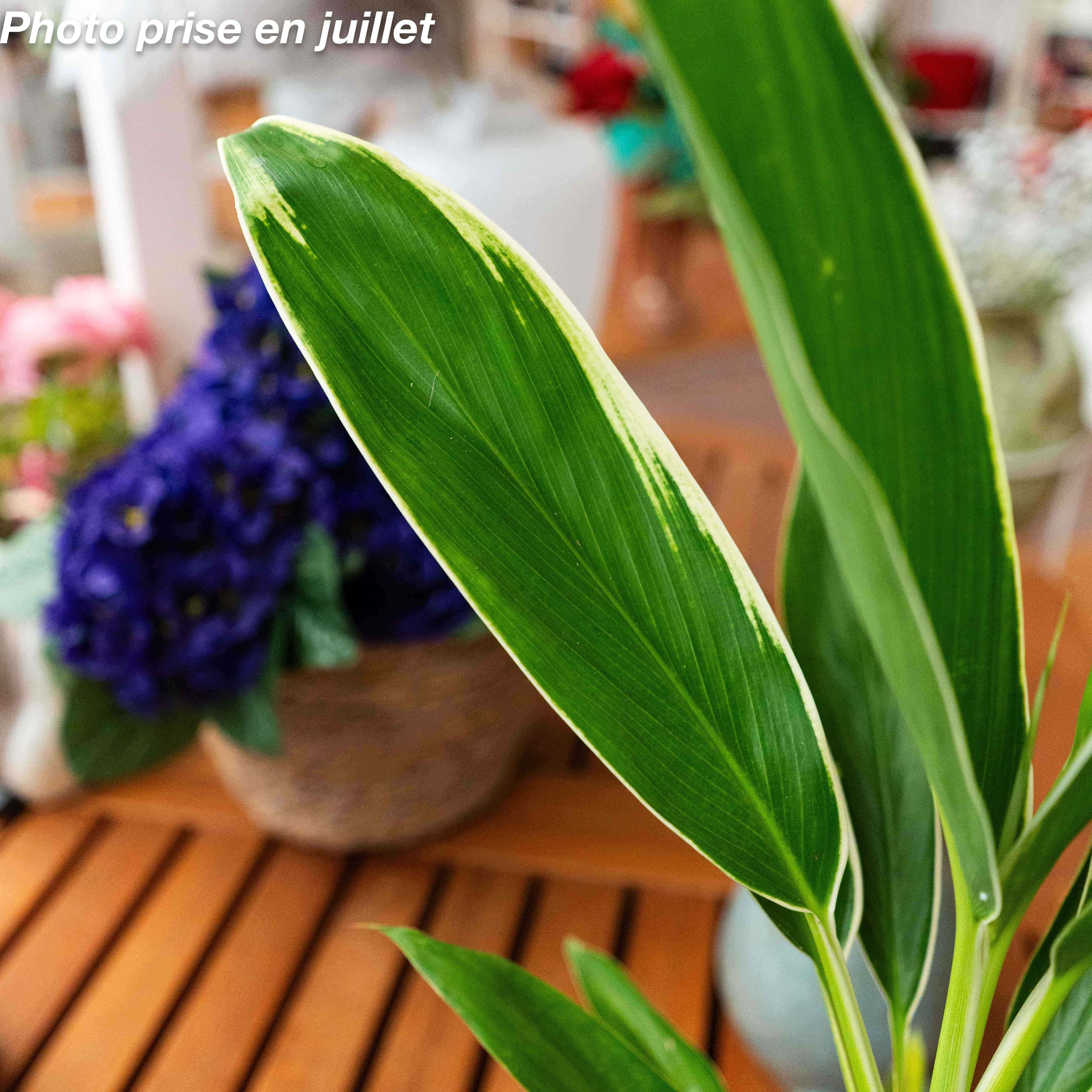 Cordyline fruticosa : bienfaits et symbolique d’une plante tropicale