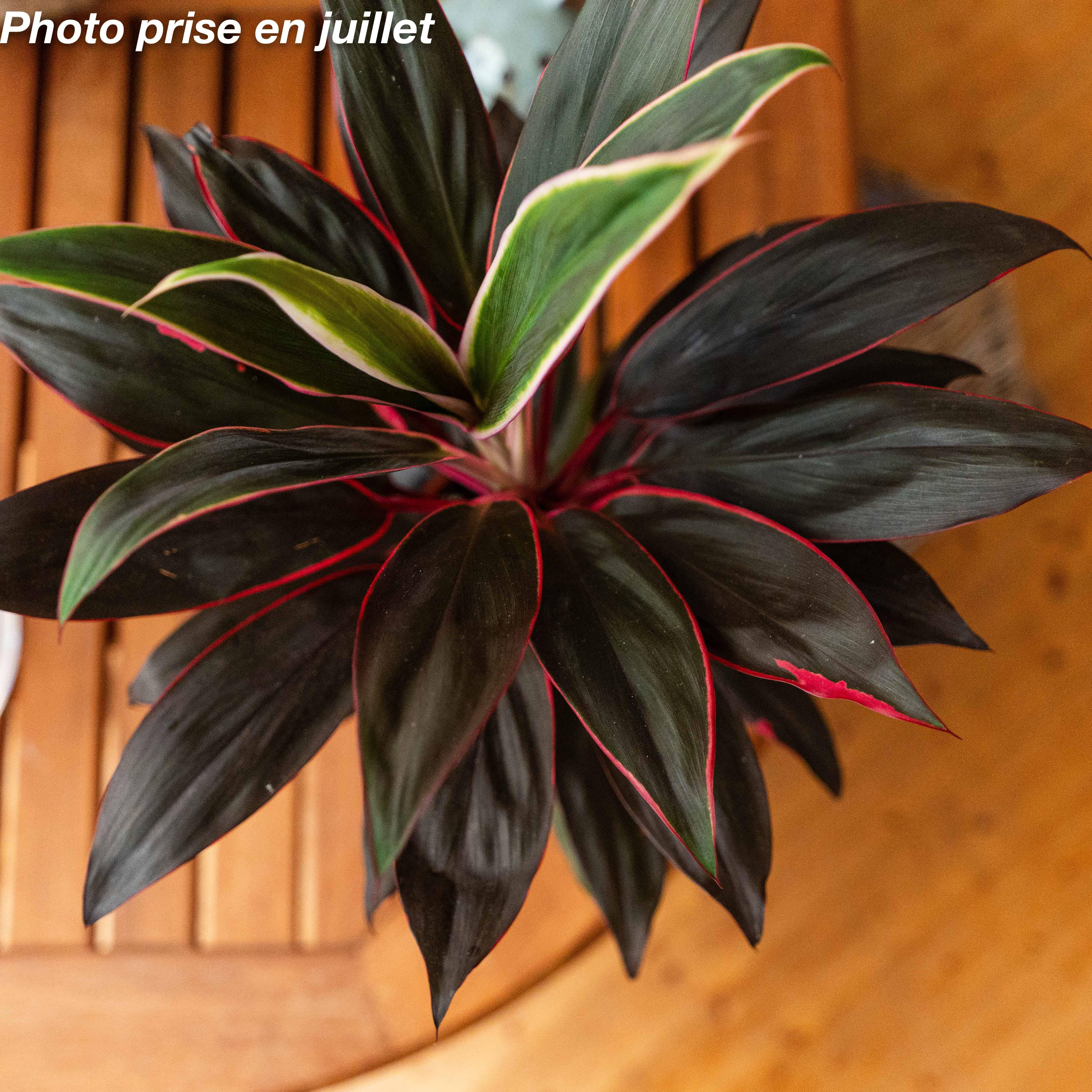 Décorer son intérieur avec une Cordyline : idées et inspirations