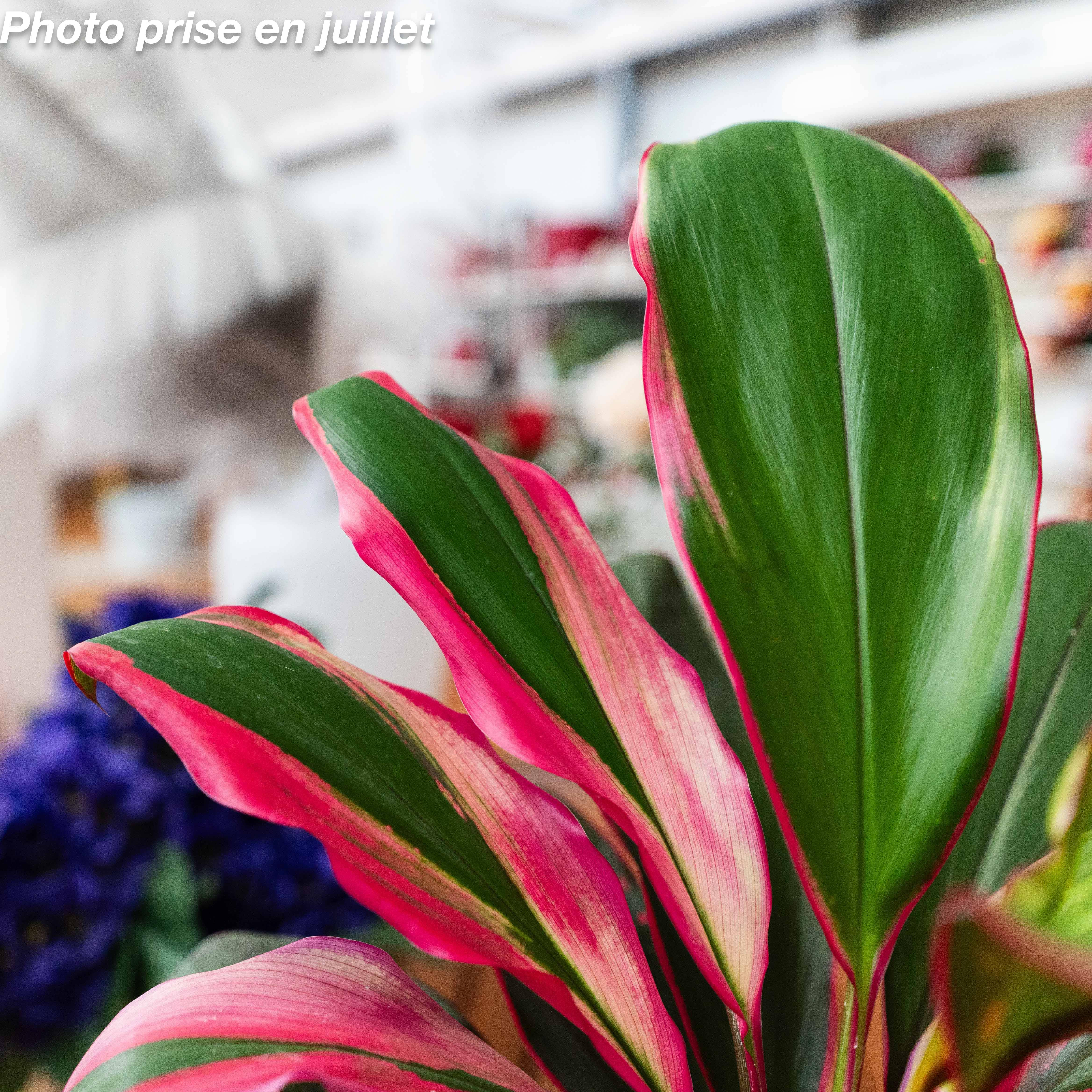 Maladies et problèmes fréquents de la Cordyline d’intérieur