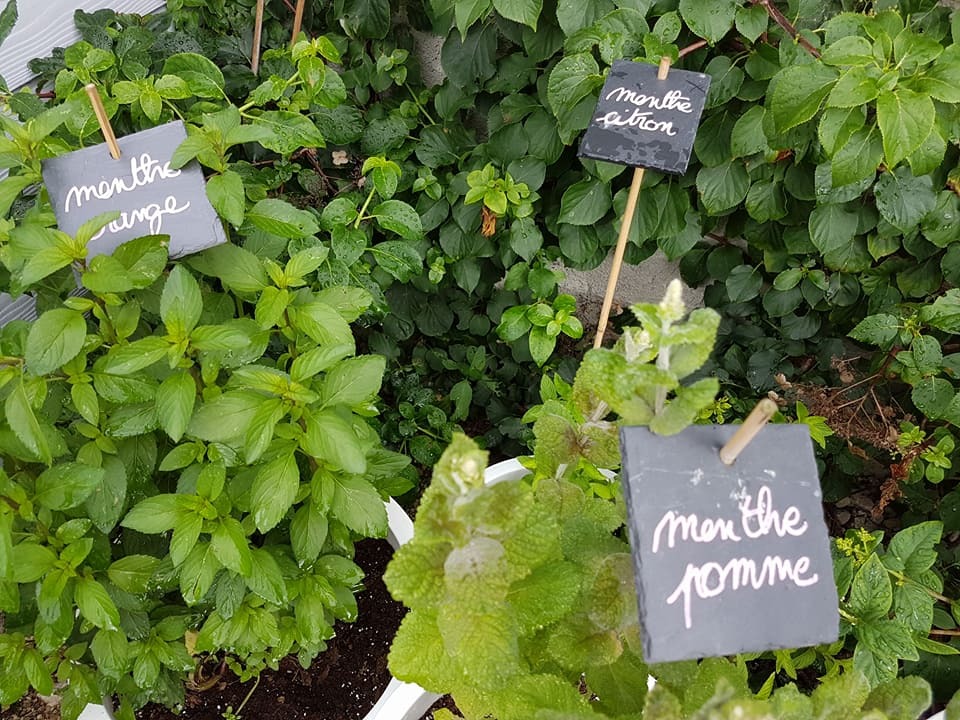 J’ai du pot d’avoir un pot-potager… 