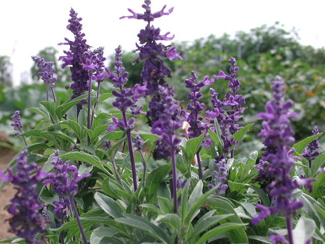 Des plantes mellifères pour les abeilles