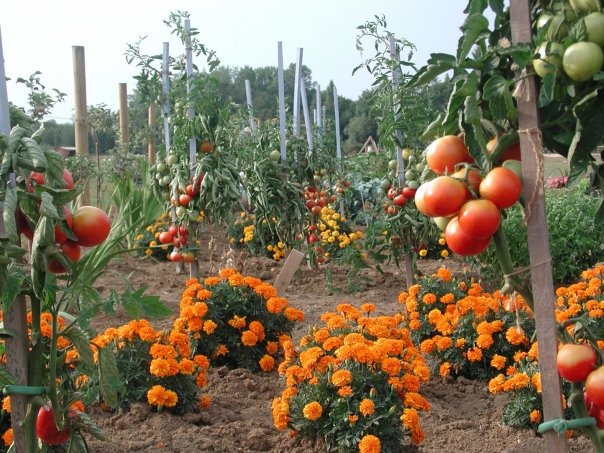 Tout savoir sur la gestion des tomates