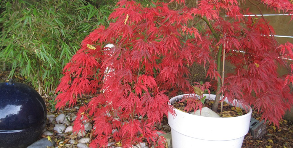 Acer Palmatum – Erable du Japon