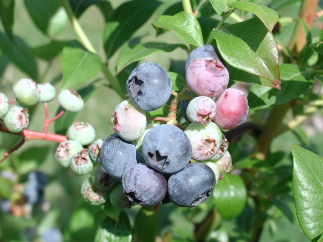 Les fruits d’une belle économie