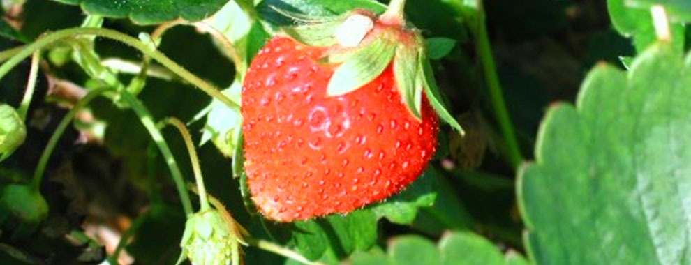 Le fraisier