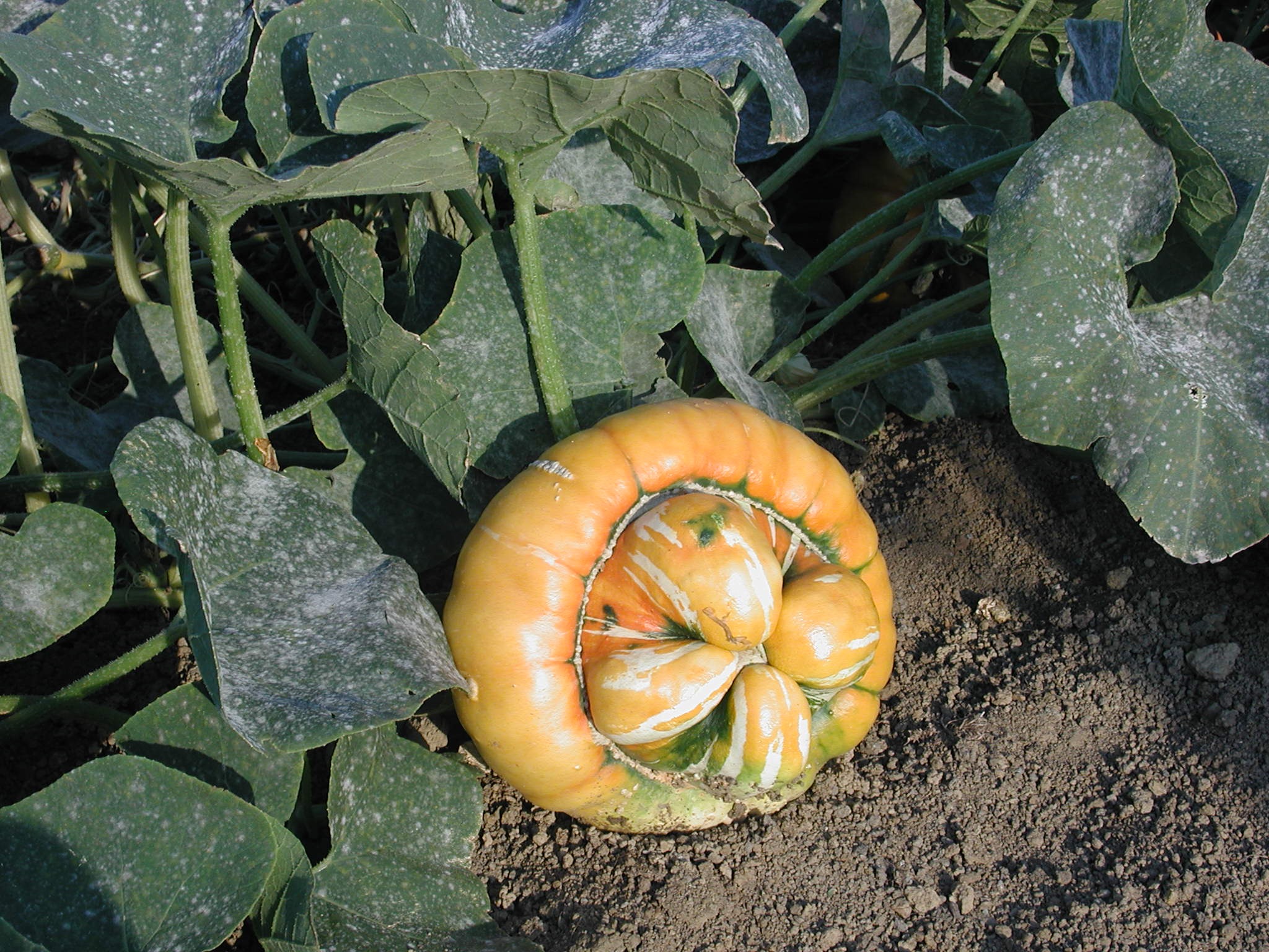 Surplus au potager...