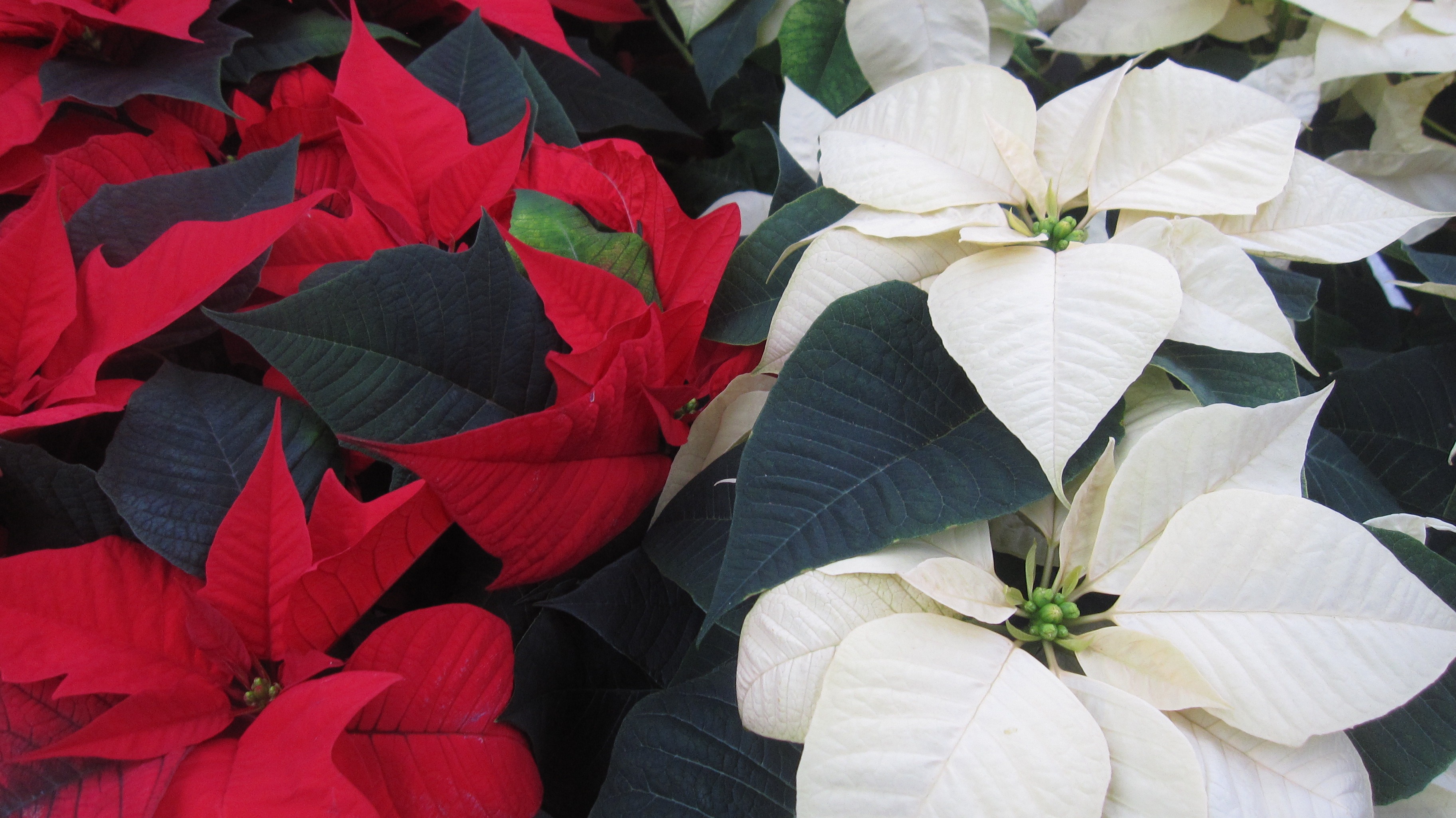 Un point c’est tout, un Poinsettia…