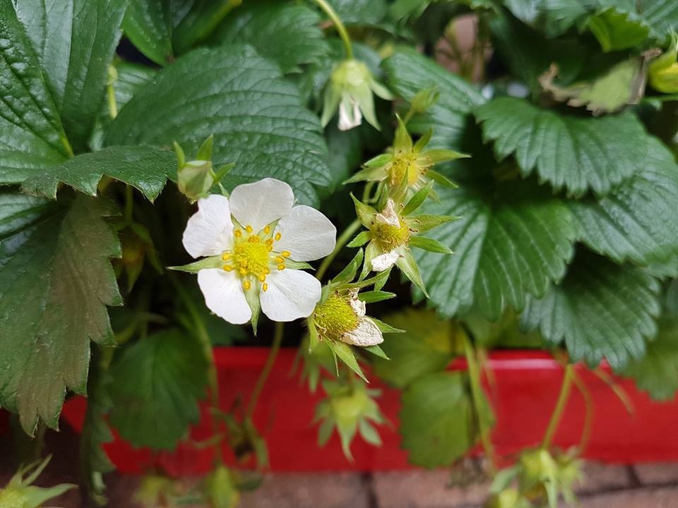 Un fraisier, des fraises